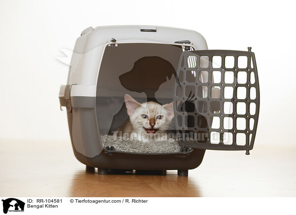 Bengal Ktzchen / Bengal Kitten / RR-104581