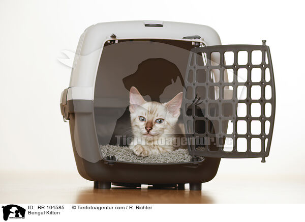 Bengal Ktzchen / Bengal Kitten / RR-104585