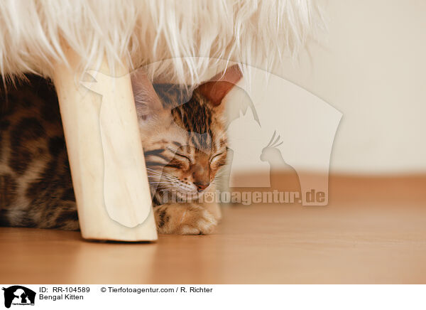 Bengal Ktzchen / Bengal Kitten / RR-104589