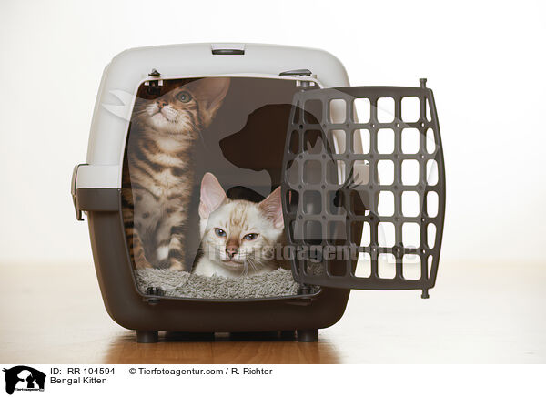 Bengal Kitten / RR-104594