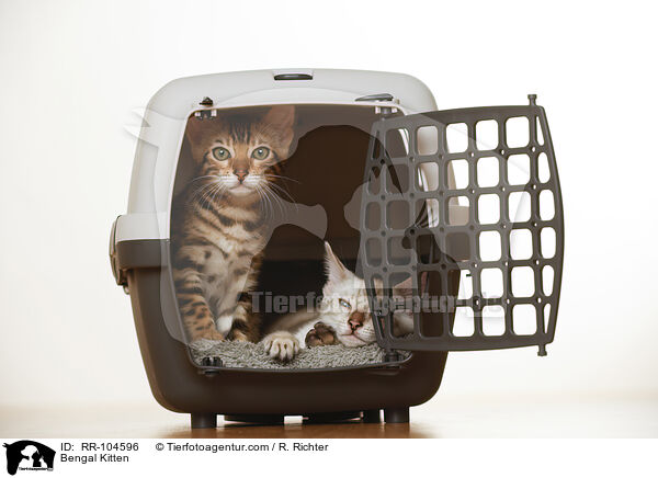 Bengal Ktzchen / Bengal Kitten / RR-104596