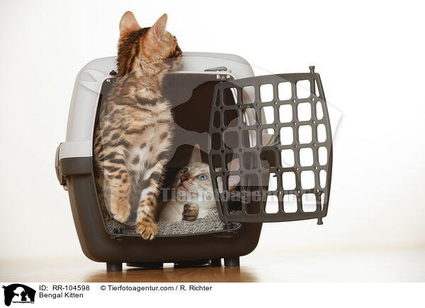 Bengal Ktzchen / Bengal Kitten / RR-104598