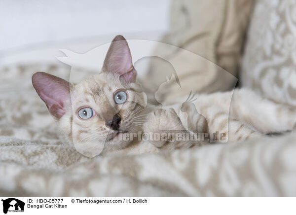 Bengal Katze Ktzchen / Bengal Cat Kitten / HBO-05777