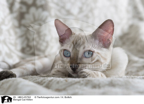 Bengal Katze Ktzchen / Bengal Cat Kitten / HBO-05782