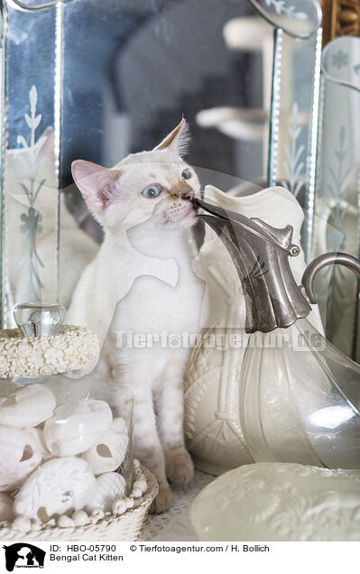 Bengal Katze Kätzchen / Bengal Cat Kitten / HBO-05790