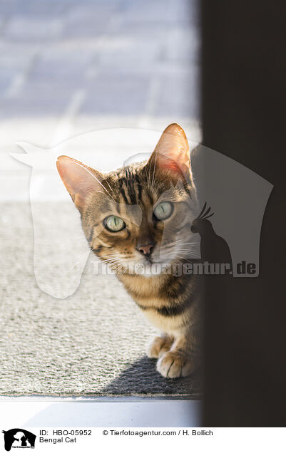 Bengal-Katze / Bengal Cat / HBO-05952