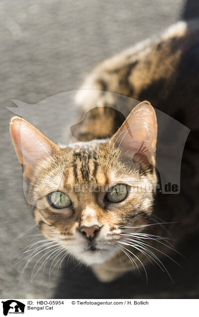 Bengal-Katze / Bengal Cat / HBO-05954