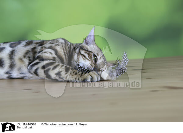 Bengal-Katze / Bengal cat / JM-16568