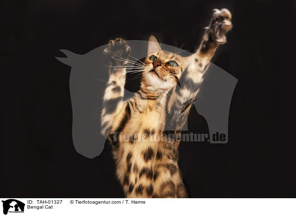 Bengale / Bengal Cat / TAH-01327