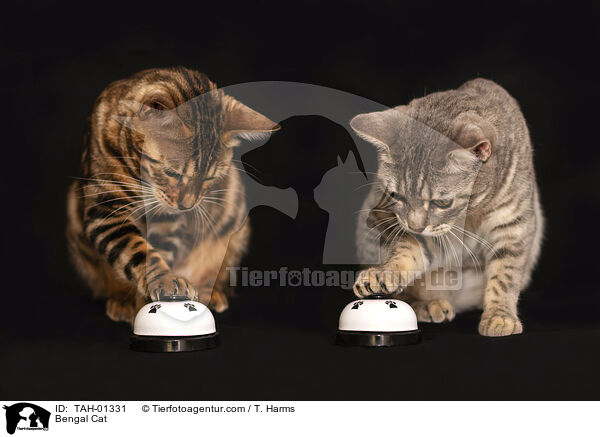 Bengale / Bengal Cat / TAH-01331