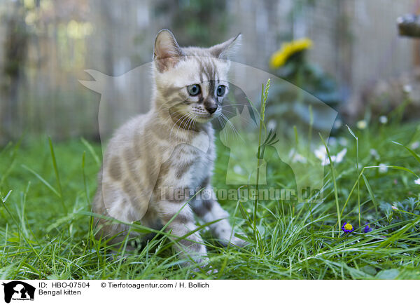 Bengal kitten / HBO-07504