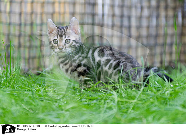 Bengal kitten / HBO-07510