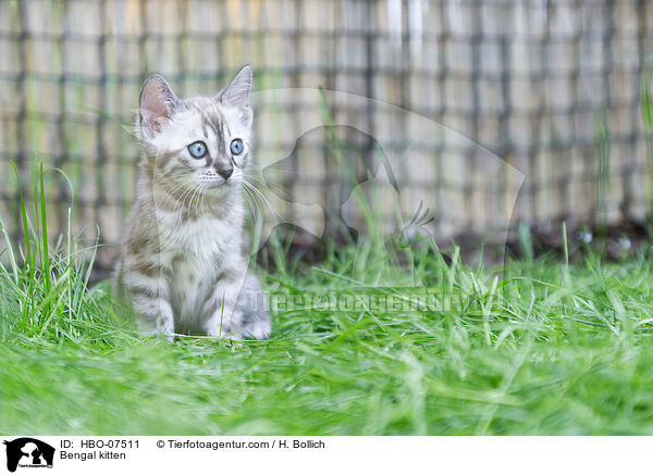 Bengal kitten / HBO-07511