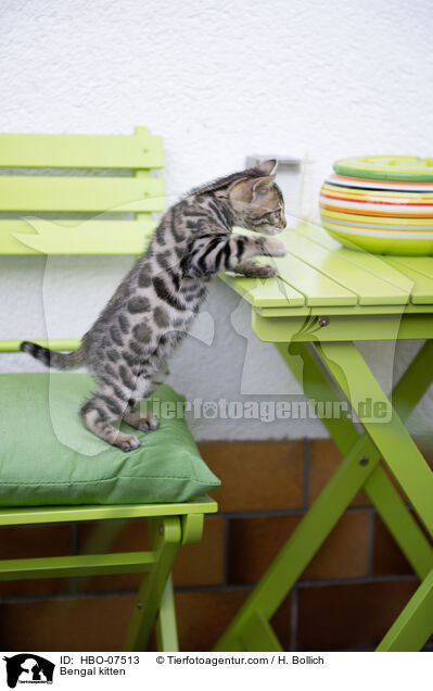 Bengal Ktzchen / Bengal kitten / HBO-07513