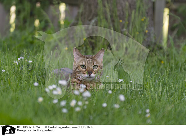 Bengal cat in the garden / HBO-07524