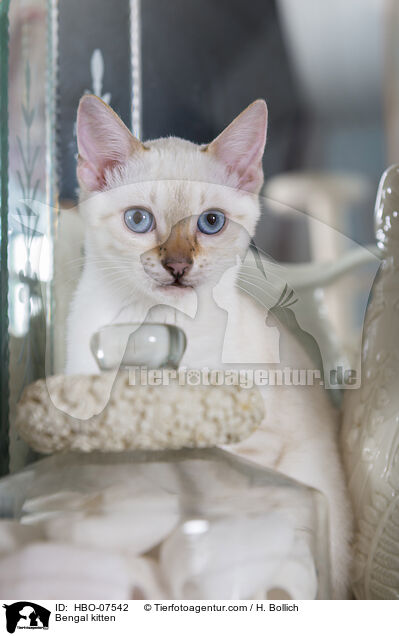 Bengal Ktzchen / Bengal kitten / HBO-07542