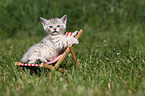 Bengal Kitten