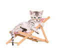 Bengal Kitten