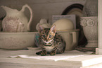 Bengal Cat in the apartment