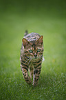 walking Bengal Cat