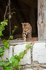 Bengal Cat