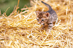 Bengal Kitten