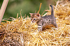 Bengal Kitten