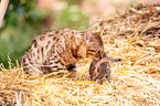 cat mother is cleaning her kitten