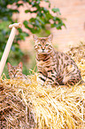 Bengal Cat