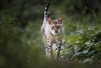 walking Bengal Cat