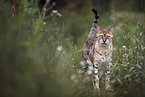 standing Bengal Cat