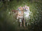 Bengal Cats