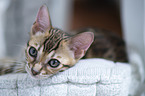 young Bengal Cat