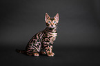 sitting Bengal cat