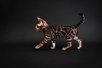 young Bengal cat