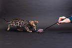 young Bengal cat