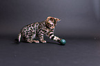 young Bengal cat