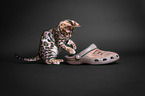 young Bengal cat