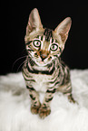 Bengal cat