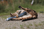 playing Bengal Cat