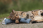 playing Bengal Cat
