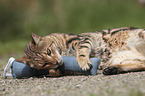 playing Bengal Cat