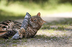 playing Bengal Cat