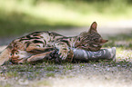 playing Bengal Cat