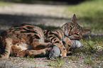 playing Bengal Cat