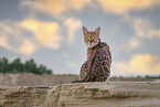 adult Bengal Cat