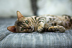 Bengal Cat