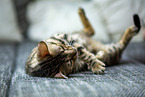 Bengal Cat
