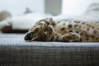 Bengal Cat