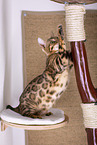 Bengal Cat